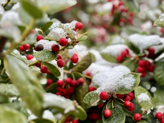 2025冬 | 圣博获得「限时皮肤 · 初雪版」！